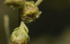 Artemisia californica
