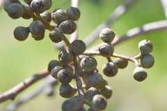 Eucalyptus viminalis