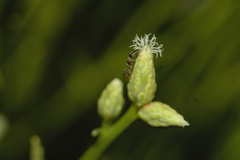Baccharis sarothroides