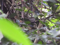 Glaucidium cuculoides