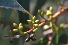 Eucalyptus viminalis