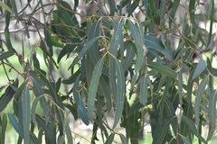 Eucalyptus viminalis