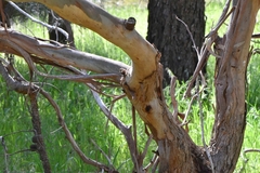 Eucalyptus viminalis