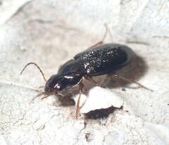 Selenophorus