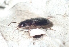 Selenophorus