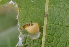 Ophraella communa