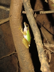 Chalcorana megalonesa