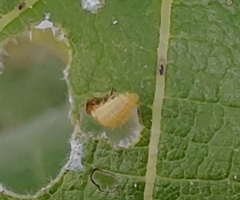 Ophraella communa