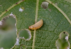 Ophraella communa