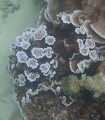 Montipora