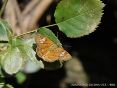 Pseudocoladenia