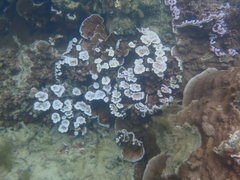 Montipora