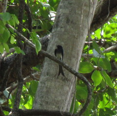 Dicrurus caerulescens