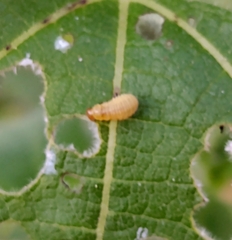 Ophraella communa