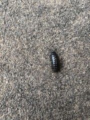 Armadillidium vulgare