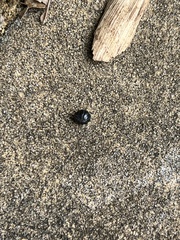 Armadillidium vulgare