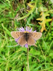 Melitaea jezabel