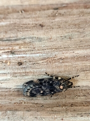 Barea codrella