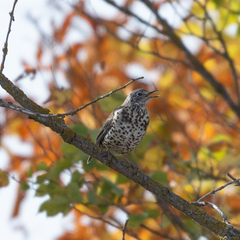 Turdus viscivorus