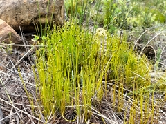 Schizaea pectinata