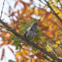 Turdus viscivorus