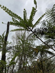 Sophora chathamica