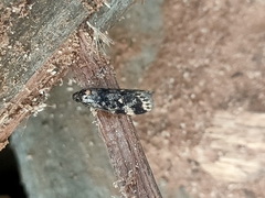 Barea codrella