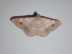 Frederickia nigricomma