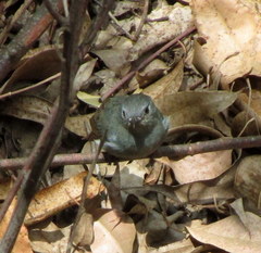 Eumyias albicaudatus