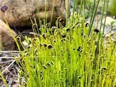 Schizaea pectinata