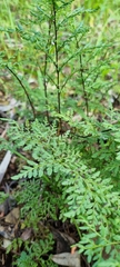 Cheilanthes sieberi