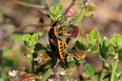 Scutiphora pedicellata