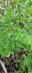 Cheilanthes sieberi