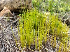 Schizaea pectinata