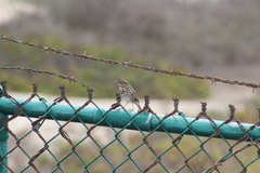 Passerculus sandwichensis beldingi