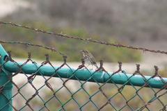 Passerculus sandwichensis beldingi