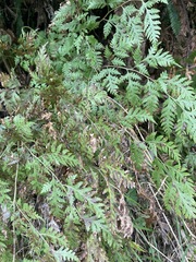 Pteris macilenta