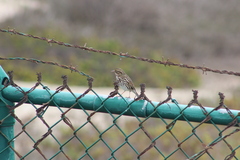 Passerculus sandwichensis beldingi