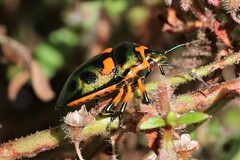 Scutiphora pedicellata