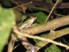 Chalcorana megalonesa