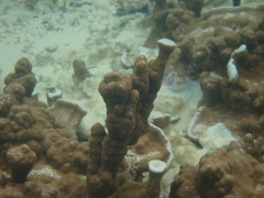 Montipora
