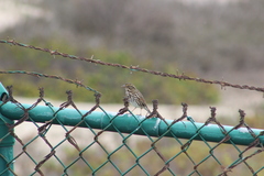 Passerculus sandwichensis beldingi