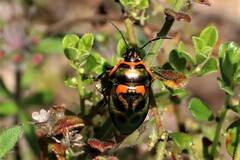 Scutiphora pedicellata