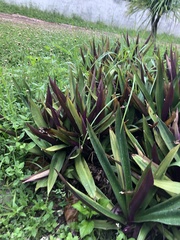 Tradescantia spathacea