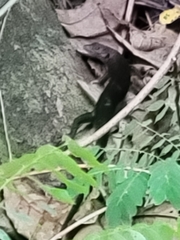 Emoia nigra