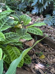 Asbolis capucinus