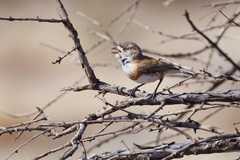 Chestnut-Breasted Whiteface photo 3