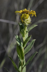 Pentanema spiraeifolium