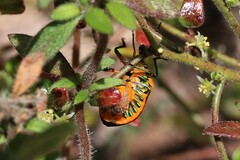 Scutiphora pedicellata