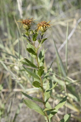 Pentanema spiraeifolium
